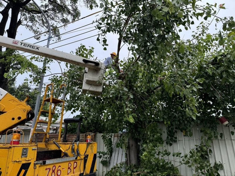 颱風山陀兒來襲，台電1日上午派員進行預防性樹木修剪工作，減少樹枝碰觸及壓損線路，造成事故停電。（台電提供）中央社記者林巧璉傳真  113年10月1日