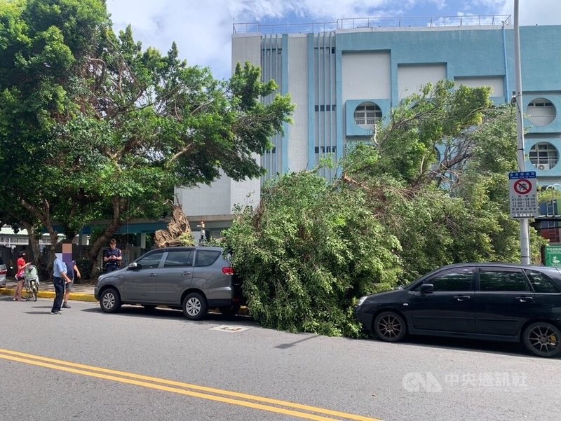 颱風山陀兒緩步接近台灣，台北市北投區明德國小周邊2日發生路樹傾倒事件，波及路邊停放的2輛汽車，所幸無人受傷。（翻攝照片）中央社記者黃麗芸傳真  113年10月2日