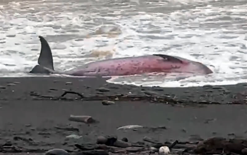 台東縣南田海岸2日發現一隻海豚遭海浪打上岸,民眾目視海豚尚屬活躍,但因風浪太大難以靠近救援,海巡單位以望遠鏡持續觀望、監控其生命跡象。(民眾提供)中央社記者盧太城台東傳真 113年10月2日