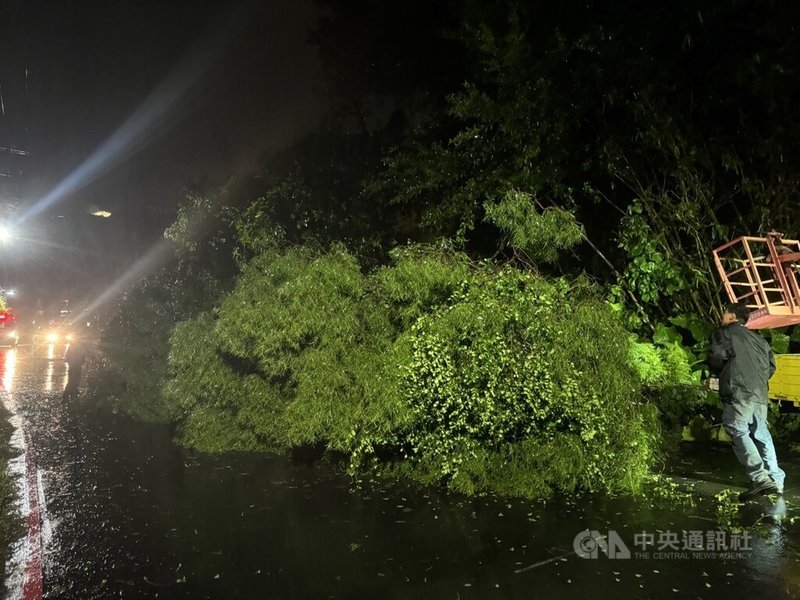 新北市淡水區新民街3日晚間有路樹傾倒導致3名機車騎士受傷,消防局獲報到場協助傷者脫困,3人僅擦挫傷、意識清楚,無生命危險。(翻攝照片)中央社記者高華謙傳真 113年10月3日
