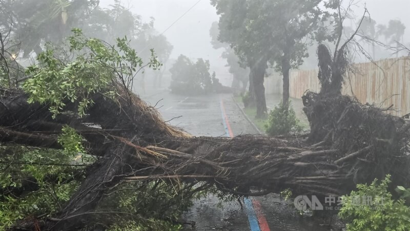 颱風山陀兒帶來強烈風雨，3日高雄市愛河旁河東路老樹遭強風連根拔起，橫倒路面。中央社記者董俊志攝 113年10月3日