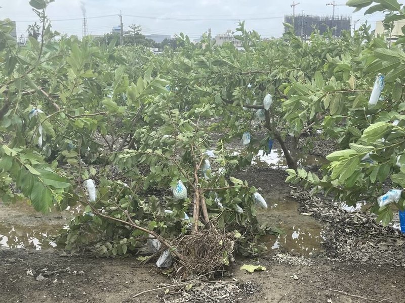 颱風山陀兒造成高雄嚴重農損，截至4日下午2時，已造成新台幣8076萬元農作物損失。圖為大社區芭樂園受損嚴重。（高雄市農業局提供）中央社記者林巧璉傳真  113年10月4日