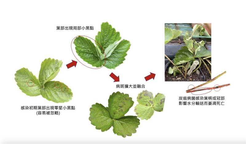 苗栗縣政府農業處表示，自9月調查發現部分草莓苗圃局部發生炭疽病菌感染的葉部病徵，呼籲育苗業者加強巡視、清園作業，若發現罹病株及早徹底清除，並落實精確用藥防治。（苗栗縣政府提供）中央社記者管瑞平傳真 113年10月4日