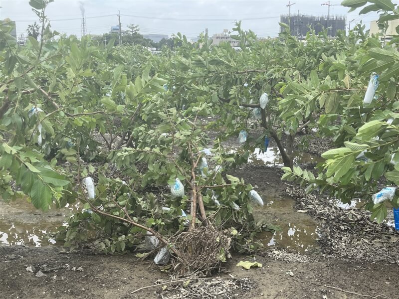 圖為大社區芭樂園受損嚴重。（高雄市農業局提供）中央社記者林巧璉傳真 113年10月4日