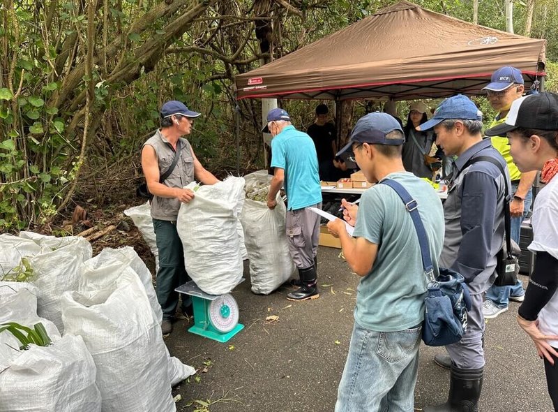 林業及自然保育署新竹分署表示,5日結合台灣紫斑蝶生態保育協會志工和社區民眾,到苗栗縣竹南鎮濱海森林遊憩區展開小花蔓澤蘭防治工作,總計移除435公斤小花蔓澤蘭。(林業及自然保育署新竹分署提供)中央社記者魯鋼駿傳真 113年10月5日
