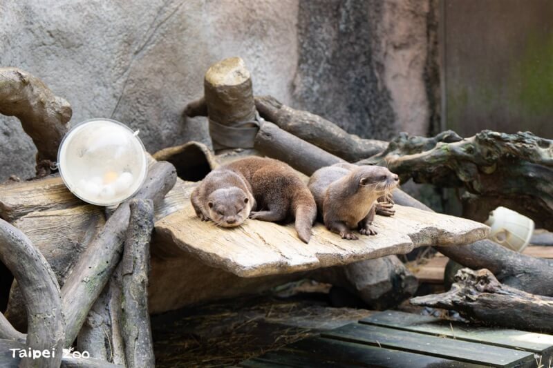 林業保育署宜蘭分署指出,台北市立動物園許多動物活動場都是由漂流木及仿木棲檯交織而成,今年7月颱風凱米過後,宜蘭分署也挑選50支漂流木提供動物園作為生態友善設施。圖為小爪水獺。(林業保育署宜蘭分署提供)中央社記者王朝鈺傳真 113年10月6日