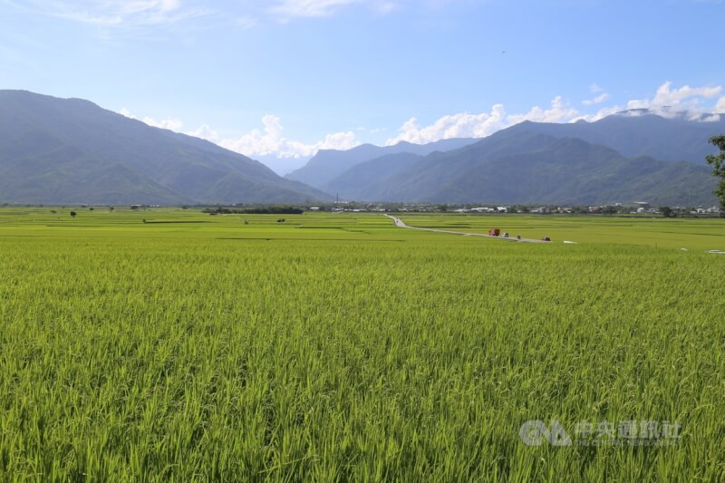 圖為台東池上伯朗大道。（中央社檔案照片）