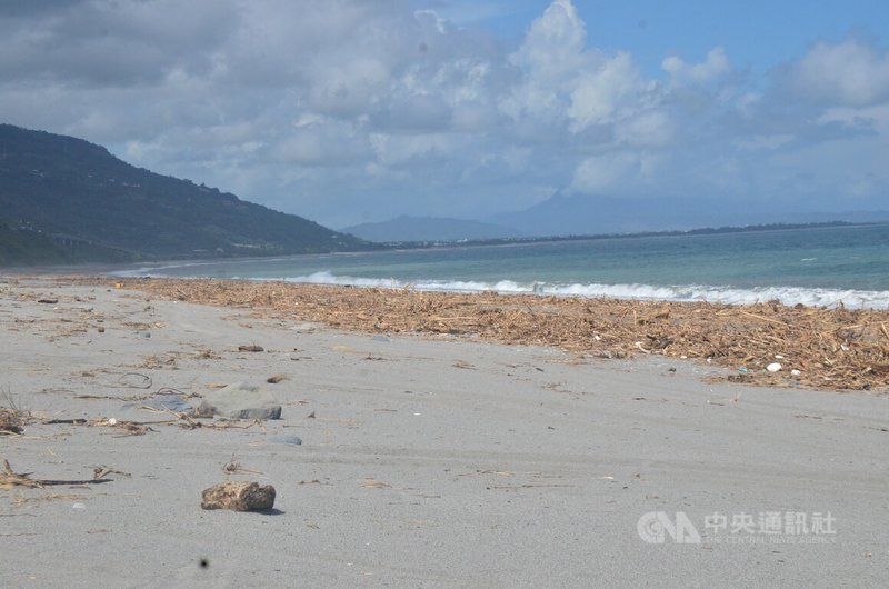 颱風山陀兒在台東山區降下約1600毫米雨量，所有溪流暴漲，將山區枝梢材（漂流木）帶往大海，颱風過後漂上岸，遍布連綿逾20公里、粗估5000噸。中央社記者盧太城台東攝  113年10月8日