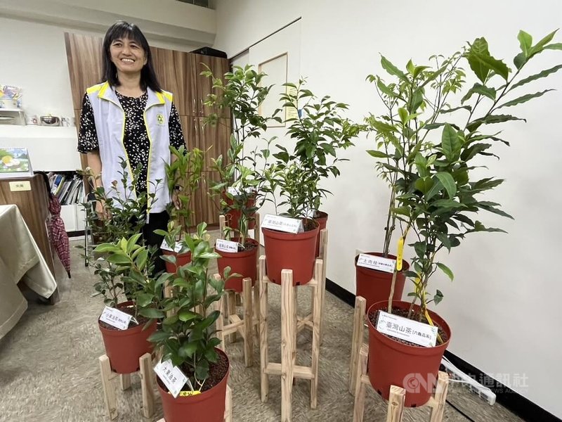 農業部林業試驗所育林組特聘研究員陳芬蕙說,已免費協助林業署驗證10件台灣山茶品系,未來只要國內林下經濟發展成熟、規模化,不排除技轉給民間驗證中心執行。中央社記者楊淑閔攝 113年10月9日
