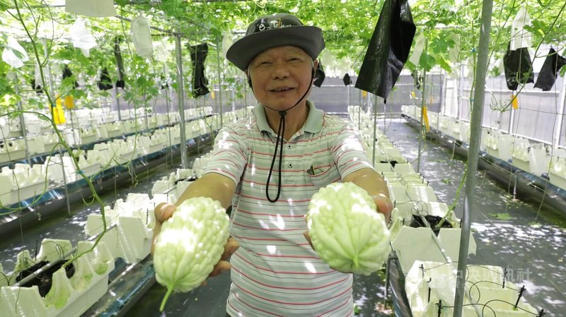 10月10日是雙十國慶，移居大馬柔佛州30在多年的台商蘇春生正在農場收成台灣品種白玉苦瓜等蔬果，他說：「這是獻給雙十國慶的最佳賀禮。」圖攝於10月1日。中央社記者黃自強居鑾攝  113年10月9日