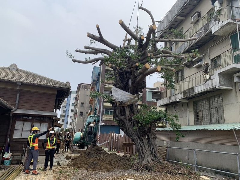 颱風山陀兒吹倒高雄市舊三塊厝車站一棵百年榕樹，市府工務局表示，經出動大型吊車、機具及工作人員連夜搶救，10日已完成榕樹扶正作業，並加強支架固定，守護百年老榕。（高雄市工務局提供）中央社記者蔡孟妤傳真 113年10月10日