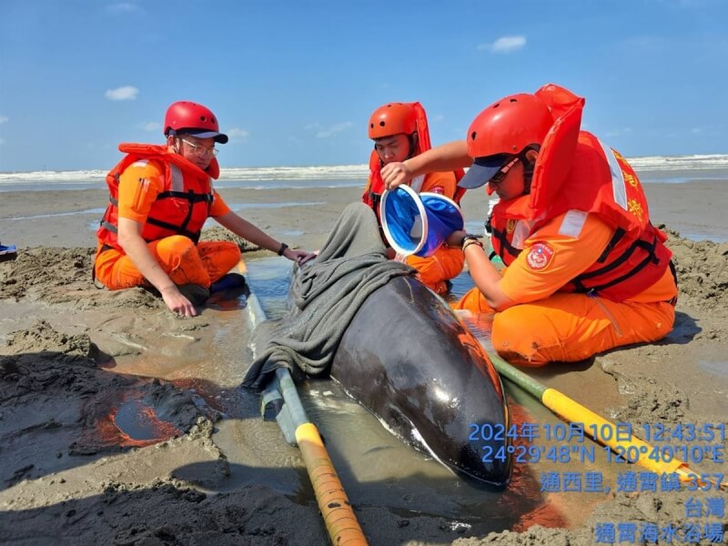 海巡署中部分署第三岸巡隊通霄安檢所10日上午接獲漁民通報 ，在通霄海水浴場岸邊發現一隻活體鯨豚擱淺，隨即派員前往處置，經鯨豚協會初判擱淺鯨豚為瓜頭鯨，已送往基隆市八斗子鯨豚救傷站救治。（海巡署中部分署第三岸巡隊提供）中央社記者管瑞平傳真 113年10月10日