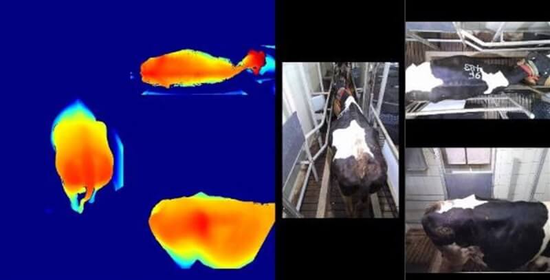 農業部畜產試驗所攜手工研院開發「乳牛3D影像體態量測系統」，可在乳牛經過擠乳通道時迅速捕捉臀部、背部及右側視角的3D影像，藉由AI技術快速評估並掌握牛隻健康情況。（畜試所提供）中央社記者楊淑閔傳真 113年10月11日