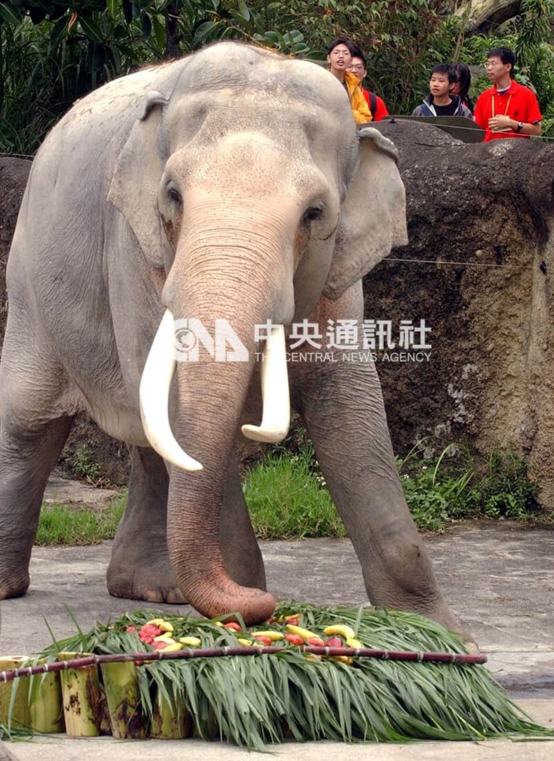 大象林旺慶祝85歲生日,享用由工作人員以新鮮牧草及香蕉製作成的大蛋糕。中央社記者孫仲達攝 91年10月27日