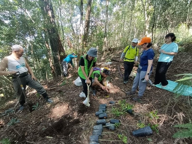 台中谷關七雄的東卯山步道，長年來因部分山友攀登時，以「切西瓜」方式攻頂，走出不少「捷徑」，恐造成自然危害，林業及自然保育署台中分署12日號召百名山友上山，種植原生樹種阻隔捷徑，盼恢復原始風貌。（林業及自然保育署台中分署提供）中央社記者蘇木春傳真  113年10月13日