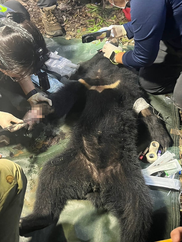 屏東縣霧台鄉大武社區發展協會黑熊巡守隊9日在大武部落淺山地區發現1隻受困套索的台灣黑熊，經通報後集結人力救援，現場麻醉檢傷後，將黑熊送往屏科大治療。（林業及自然保育署屏東分署提供）中央社記者李卉婷傳真 113年10月14日