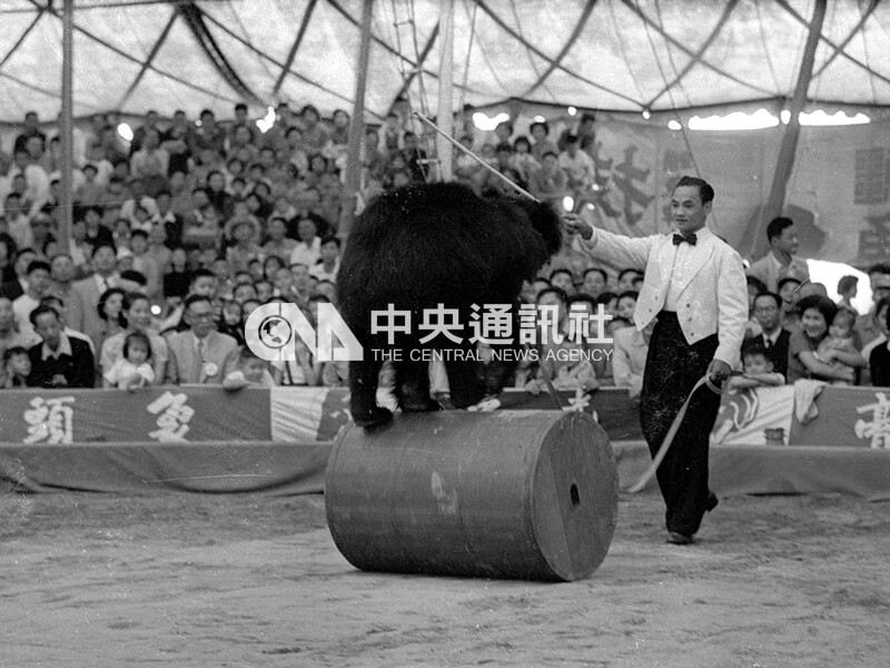 沈常福馬戲團的黑熊在木頭上施展特技。中央社記者李壽康攝 45年10月15日