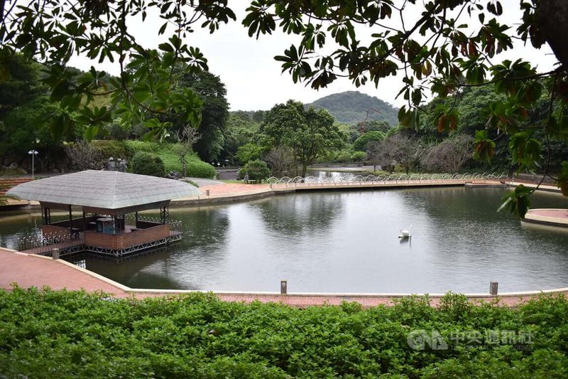 朱銘美術館日前遭豪大雨重創,不僅水勢衝入鄰近庫房,低窪處的天鵝池(圖)也一度被大水淹沒,在館方人員合作整理下,目前已恢復昔日面貌,15日美術館也重新對外開放參觀。中央社記者高華謙攝 113年10月15日