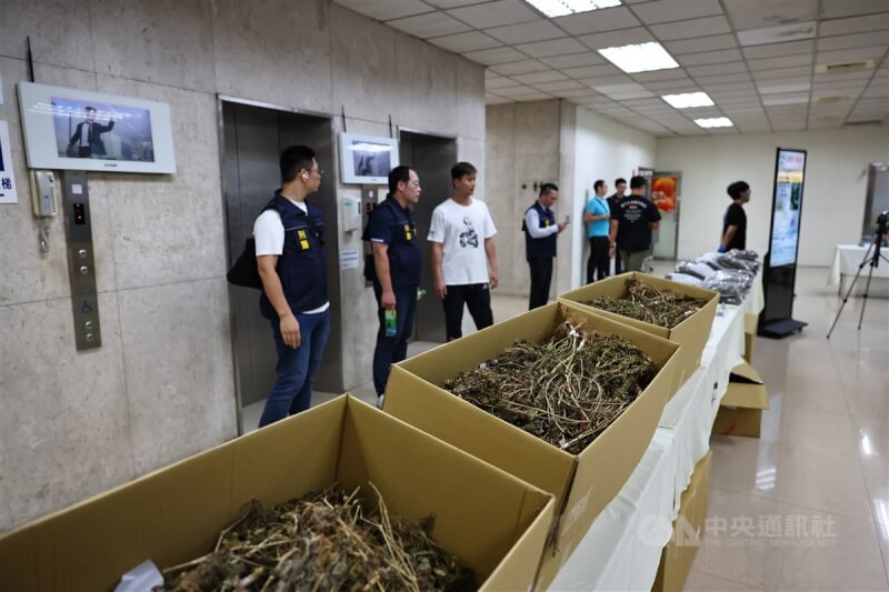 刑事局「查緝大麻毒品」專案記者會15日下午在台北舉行，會中展示因案查扣的大量大麻植株。中央社記者翁睿坤攝 113年10月15日