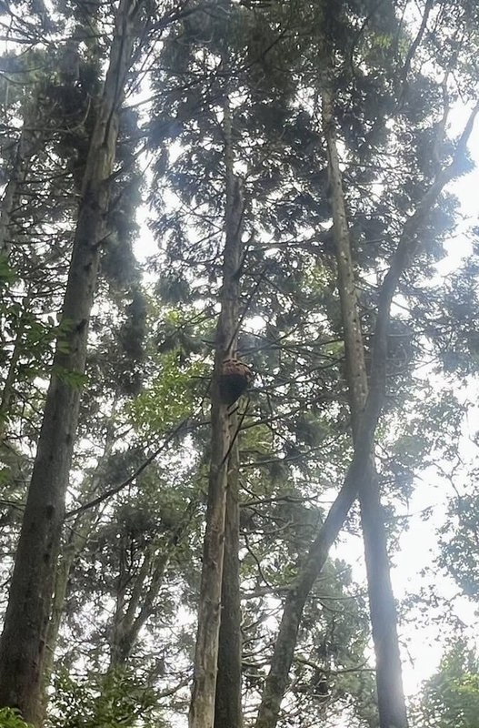 苗栗縣南庄加里山步道大坪登山口附近發現虎頭蜂蜂窩，農業部林業及自然保育署新竹分署表示，16日將進場移除，並暫時封閉大坪段步道1週，觀察現場無餘蜂徘徊後再行開放步道。（林業及自然保育署新竹分署提供）中央社記者管瑞平傳真  113年10月15日