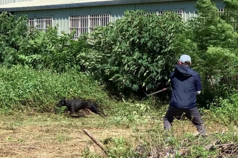 桃園市政府動保處人員在遊蕩犬捕捉過程時，多數犬隻被吹箭射中後，仍會持續移動一段時間，因方向不定，且戶外環境的草叢茂密掩蔽犬隻移動路徑，往往增加捕捉時間。為提升捕捉效率，邀請國立雲林科技大學團隊以無人機空拍結合AI智慧辨識，協助調查桃園市遊蕩犬區域性分布位置。（桃園市政府動物保護處提供）中央社記者吳睿騏桃園傳真  113年10月21日