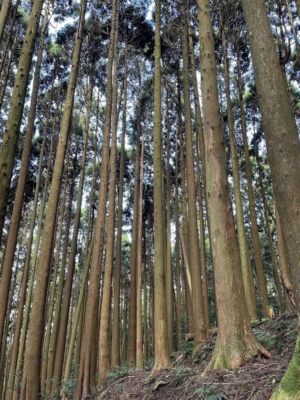 苗栗縣南庄加里山步道大坪登山口日前為移除虎頭蜂窩封閉，林業及自然保育署新竹分署22日說，蜂窩移除完成，經持續巡查，現場已無餘蜂徘徊，加里山步道大坪段23日將恢復通行。（林業及自然保育署新竹分署提供）中央社記者管瑞平傳真  113年10月22日