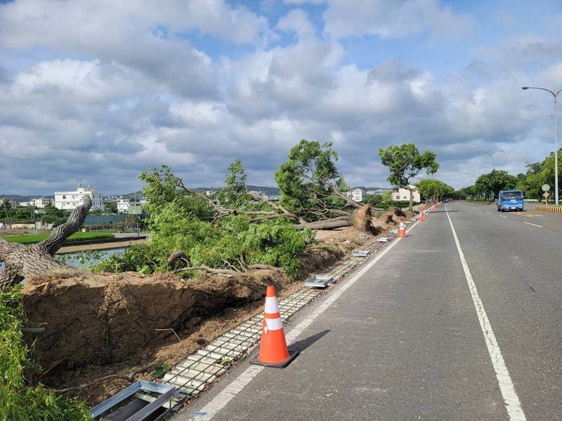 中央氣象署預測東北風明顯偏強，發布陸上強風特報，苗栗縣23日出現8至10級陣風，苗栗市多棵路樹不堪強勁風吹襲傾倒，連根拔起。（民眾提供）中央社記者管瑞平傳真  113年10月23日