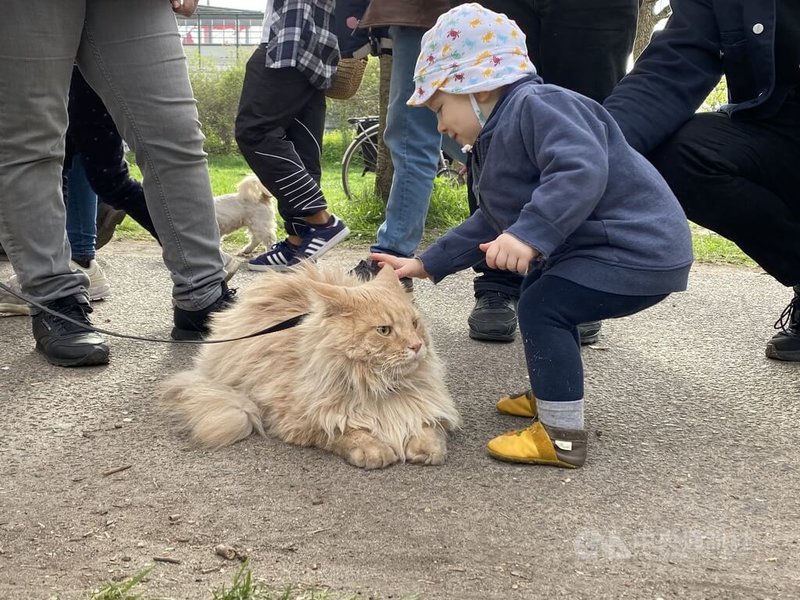 德國有龐大寵物飼養人口，狗主人帶寵物散步是柏林街頭日常風景。不僅狗狗，天氣好的時候也能看見居民帶著貓咪出門遛達。中央社記者林尚縈柏林攝 113年10月24日