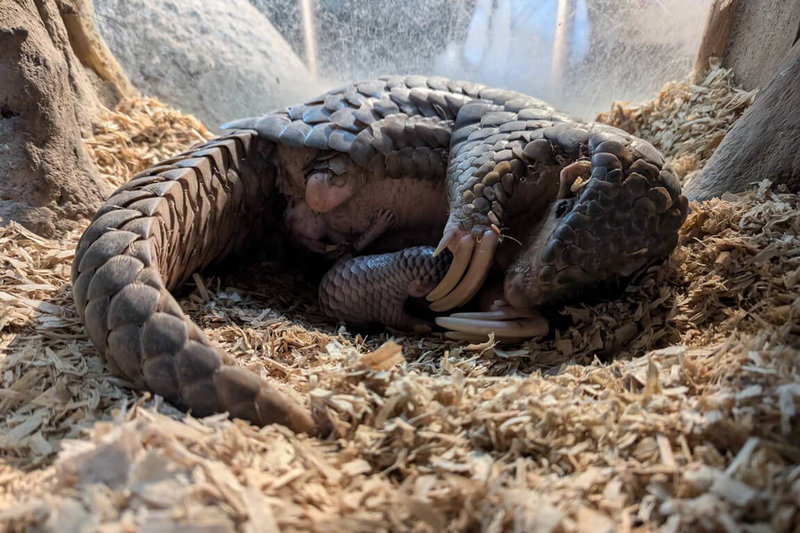 台北市立動物園26日慶祝建園110週年，園內穿山甲「穿莓」的寶寶也在25日下午平安誕生，一起慶賀動物園的生日。（台北市立動物園提供）中央社記者陳怡璇傳真  113年10月26日