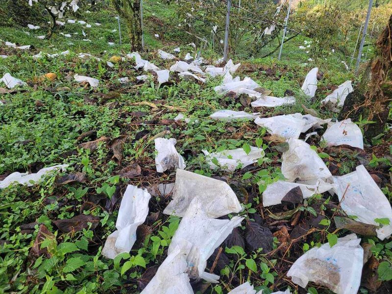 苗栗縣泰安、南庄甜柿正值產季，但疑受6、7月下雨及颱風後影響，出現延遲性災害，落果嚴重，柿農盼爭取現金救助。（苗栗縣議員楊文昌提供）中央社記者管瑞平傳真  113年10月28日