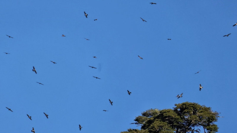 玉山國家公園管理處志工調查塔塔加地區秋過境猛禽，今年赤腹鷹、灰面鵟鷹總數6萬106隻次，是2020年調查至今最多。圖為灰面鵟鷹。（玉管處提供）中央社記者蕭博陽南投縣傳真 113年10月28日