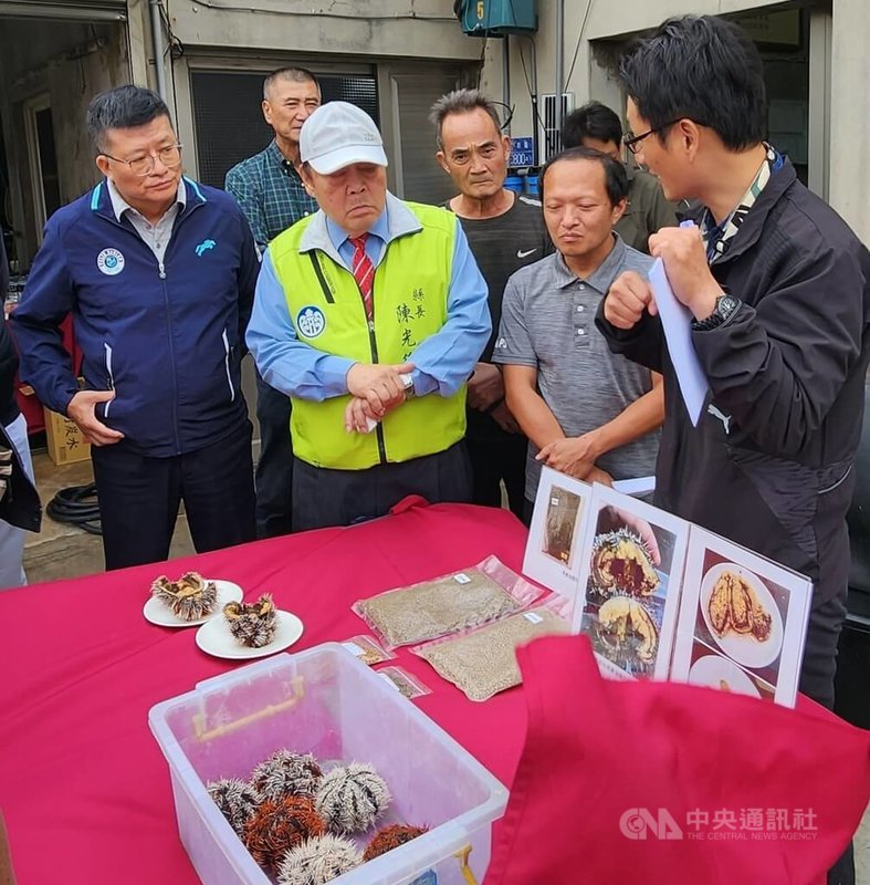 澎湖馬公西衛張宏尉養殖場與嘉義大學合作進行研發馬糞海膽專屬養殖水槽、養殖稚膽及成膽飼料開發等，經8個月穩定養殖，縣長陳光復（前左2）29日實地前往了解，聽取相關單位意見。中央社  113年10月29日