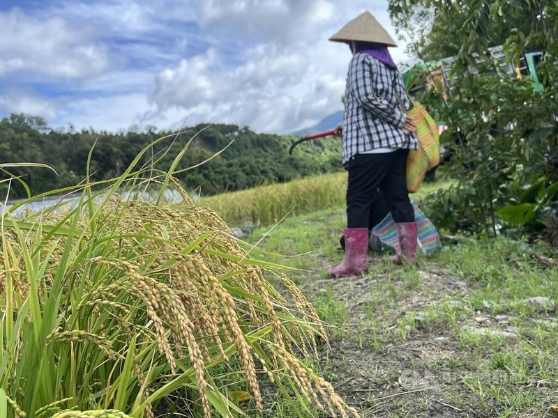 農業部台東區農業改良場29日貼出公告提醒農民，颱風康芮預計31日至11月1日影響最劇烈，東半部地區有大雨或豪雨發生機會，後續還有可能為台東帶來焚風現象，提醒農民強化防颱措施，以減少損失。中央社記者盧太城台東攝  113年10月29日