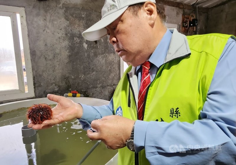 澎湖縣長陳光復(圖)29日實地前往養殖場視察馬糞海膽人工養殖相關成果,期盼海膽漁業資源得以永續發展。中央社 113年10月29日