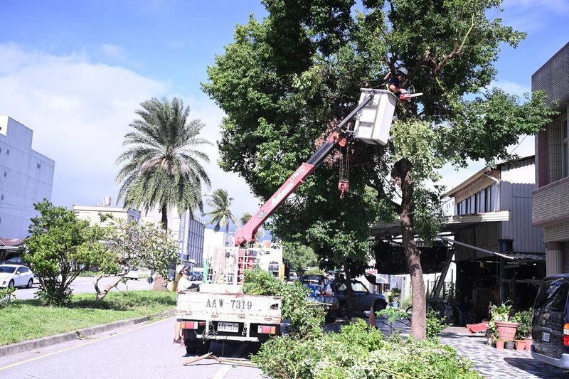 颱風康芮持續接近台灣,花蓮市公所為因應防颱,29日進行全市路樹修剪,盼降低強風豪雨造成樹木傾倒斷枝等公共危險發生機率。(花蓮市公所提供)中央社記者李先鳳傳真 113年10月29日