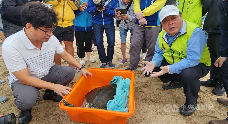 澎湖收容4隻保育類海龜,29日在馬公嵵裡沙灘配合滿潮時刻進行野放;其中1隻欖蠵龜滯留海面不走,由水試所人員帶回觀察。右為澎湖縣長陳光復。中央社 113年10月29日
