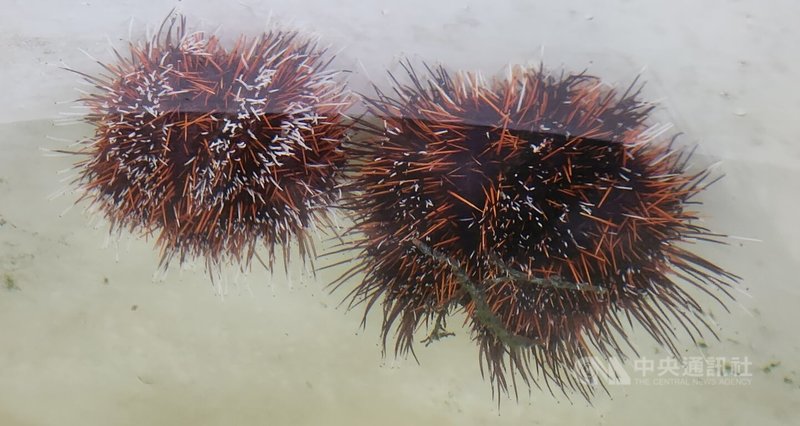澎湖「白棘三列海膽」(俗稱馬糞海膽)產量年年遞減,縣府開放合法養殖業者可以申請養殖與繁殖,以充裕海膽漁業資源;農漁局表示,澎湖目前合法的海膽養殖有16場。中央社 113年10月29日
