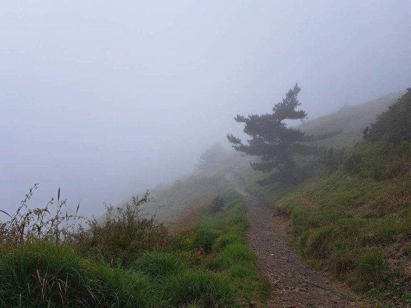 颱風康芮靠近台灣，合歡山區30日上午天氣起霧飄雨，農業部林業及自然保育署南投分署表示，轄管合歡山、奧萬大森林遊樂區10月31日至11月1日休園。圖為合歡山區30日天氣現況。（南投林業分署提供）中央社記者蕭博陽南投縣傳真  113年10月30日