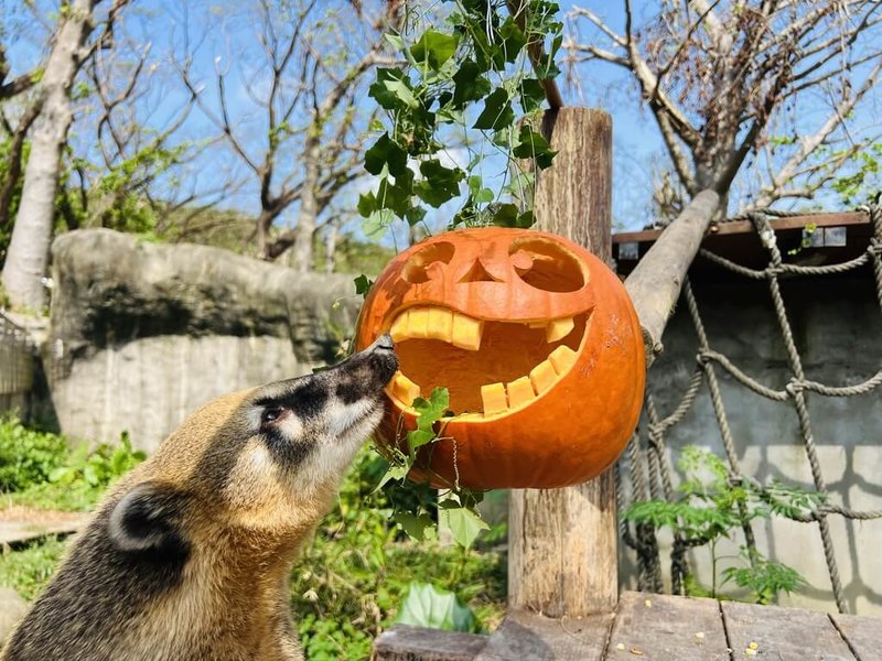 萬聖節即將來臨，高雄壽山動物園利用南瓜等應景食材做成創意佳餚，為動物加菜。（高雄市觀光局提供）中央社記者蔡孟妤傳真  113年10月30日