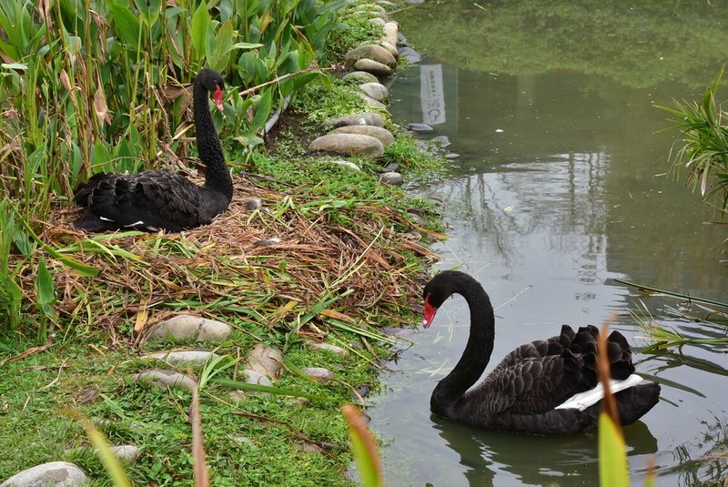 台中西屯區秋紅谷生態公園為全台獨特的下凹式滯洪池公園，園內水池孕育的黑天鵝家族，因優雅姿態深受市民喜愛。（台中市政府提供）中央社記者郝雪卿傳真  113年10月30日