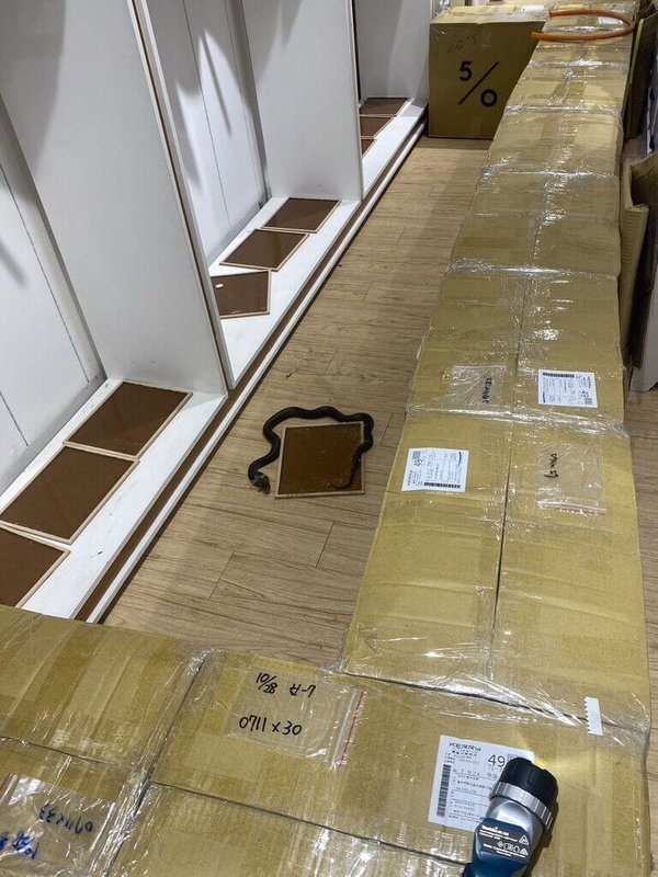 台中逢甲夜市一家服飾店29日傍晚員工在開門營業前發現店內出現一條眼鏡蛇,於是關起門來捕蛇,並以黏鼠板誘捕,12小時後終於捕獲。(民眾提供)中央社記者郝雪卿傳真 113年10月30日