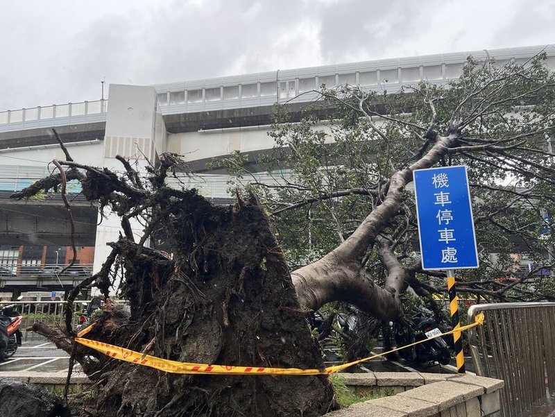 颱風康芮侵襲台灣,大台北地區風勢強勁,台北捷運新埔站5號出口處31日有路樹遭連根拔起,殃及一旁停車場約13輛機車。(警方提供)中央社記者高華謙傳真 113年10月31日