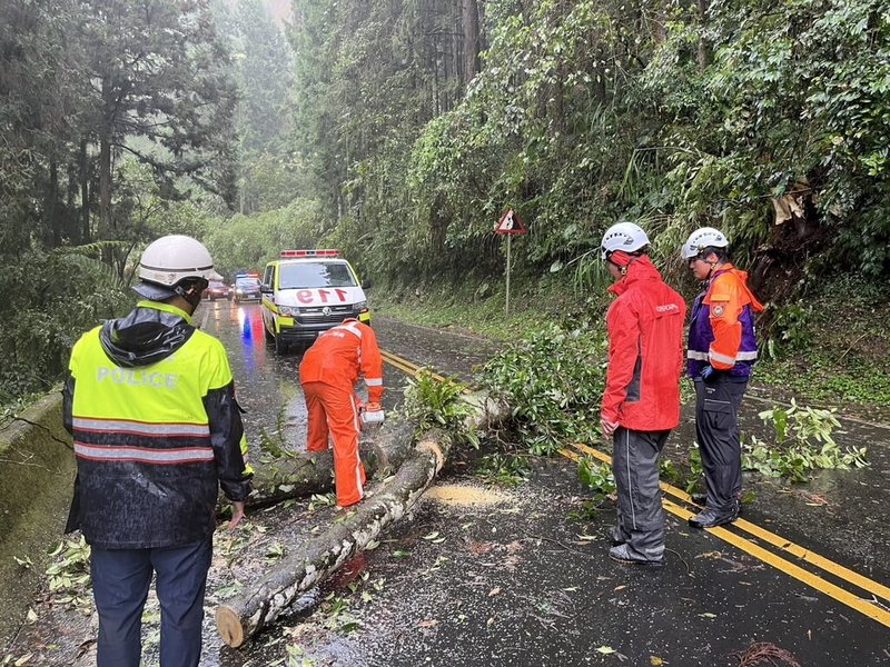 嘉義縣竹崎鄉中和村169縣道31日有巨木遭颱風吹倒、橫亙路中，造成車輛無法通行。警消獲報到場與當地民眾合力鋸斷樹木並移至路邊，恢復雙向交通。（警方提供）中央社記者蔡智明傳真  113年10月31日