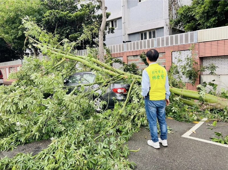 颱風康芮來襲，彰化市31日有路樹被強風吹斷，停放在路邊的轎車遭波及。（彰化市公所提供）中央社記者吳哲豪傳真 113年10月31日