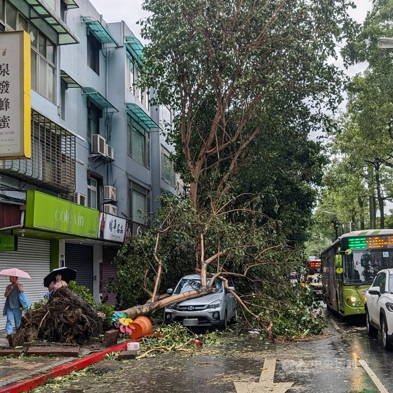 康芮颱風侵襲，造成各地積淹水、樹倒等災情，疾管署1日提醒民眾注意颱風後傳染病。圖為台北市樹倒壓車情況。中央社記者曾以寧攝  113年11月1日