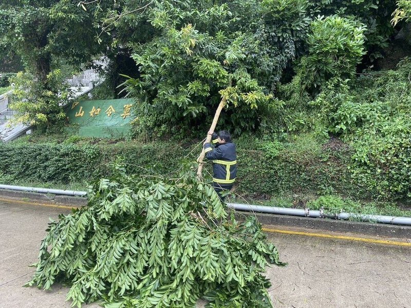 颱風康芮逐漸轉弱，馬祖北竿碧園路樹傾倒，消防員協助排除。（連江縣消防局提供）中央社記者高華謙傳真  113年11月1日