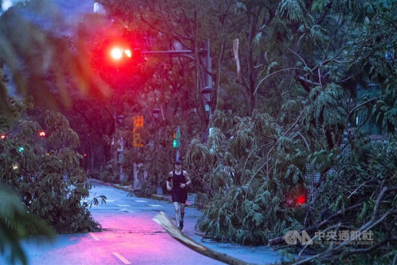 颱風康芮直撲台灣，強風豪雨導致各地傳出災情，1日台北市信義區民眾清晨外出運動，路邊倒塌樹木等待清理。中央社記者趙世勳攝 113年11月1日