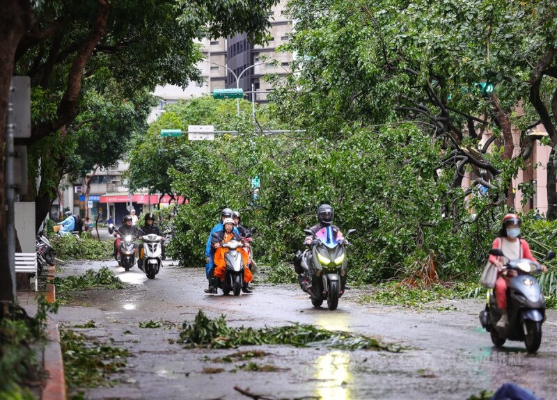 颱風康芮襲台，導致台北市約2000處樹倒，儘管環保局、工務局等人員連夜搶救災，仍來不及完全清除。圖為台北市安和路2段路樹倒塌，1日上午騎士小心經過。中央社記者謝佳璋攝 113年11月1日