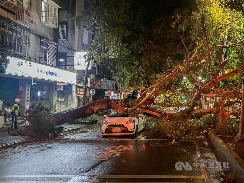 颱風康芮襲台，10月31日晚間中心雖已出海，大台北地區風勢依舊強勁。台北市松山區三民路有行道樹不敵強風遭連根拔起、橫倒路中，殃及行經車輛。中央社記者裴禛攝　113年10月31日