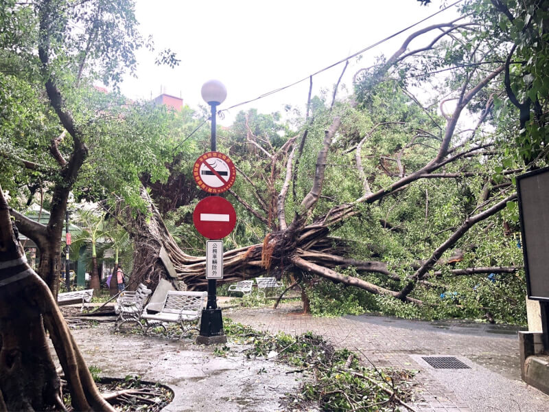 三重永盛公園路樹遭強風襲擊倒塌。（中央社）